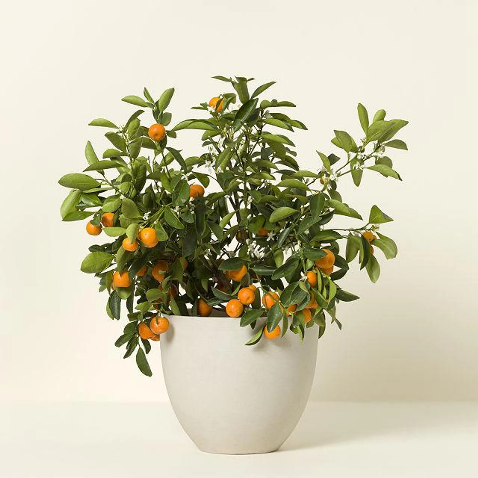 Grow Anywhere Calamondin Tree