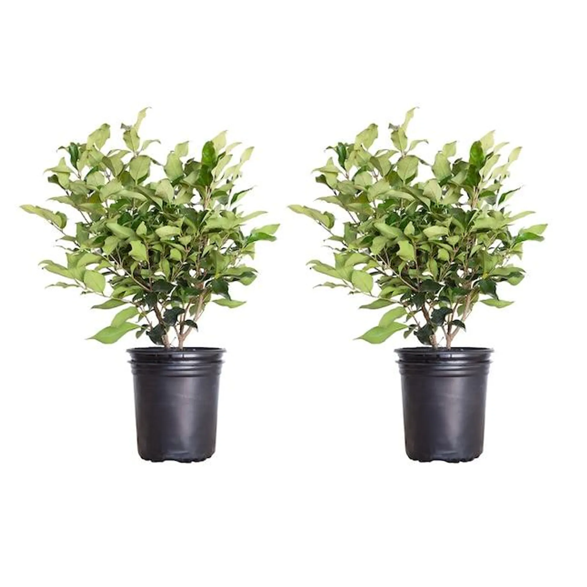 Flowerwood White Wavy Leaf Ligustrum Recurvifolia Flowering Shrub in 2.5-Quart Pot 2-Pack