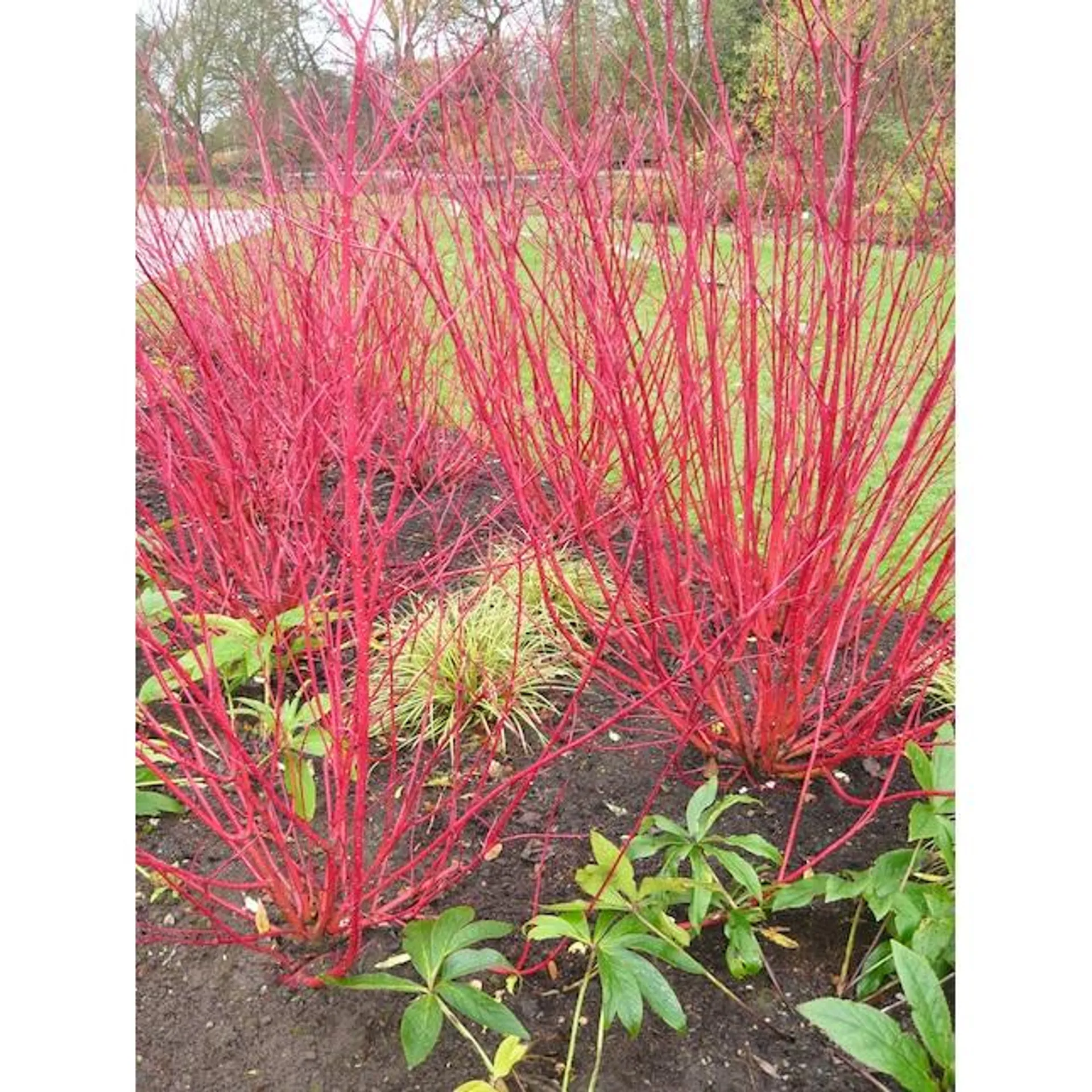 White Red Twig Dogwood Accent Shrub in 1-Gallon Pot