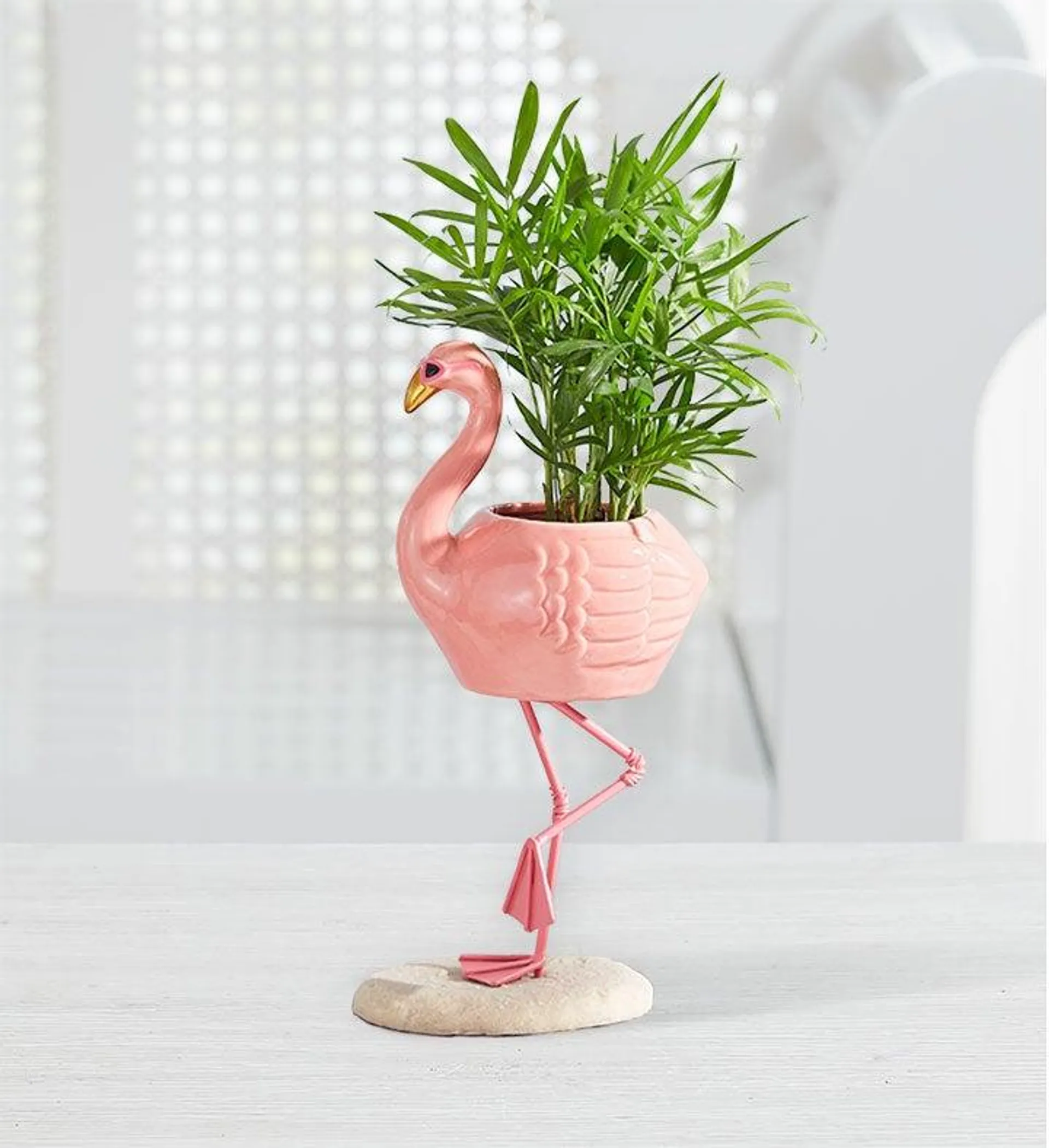 Fiona Flamingo ™ Mini Palm Plant