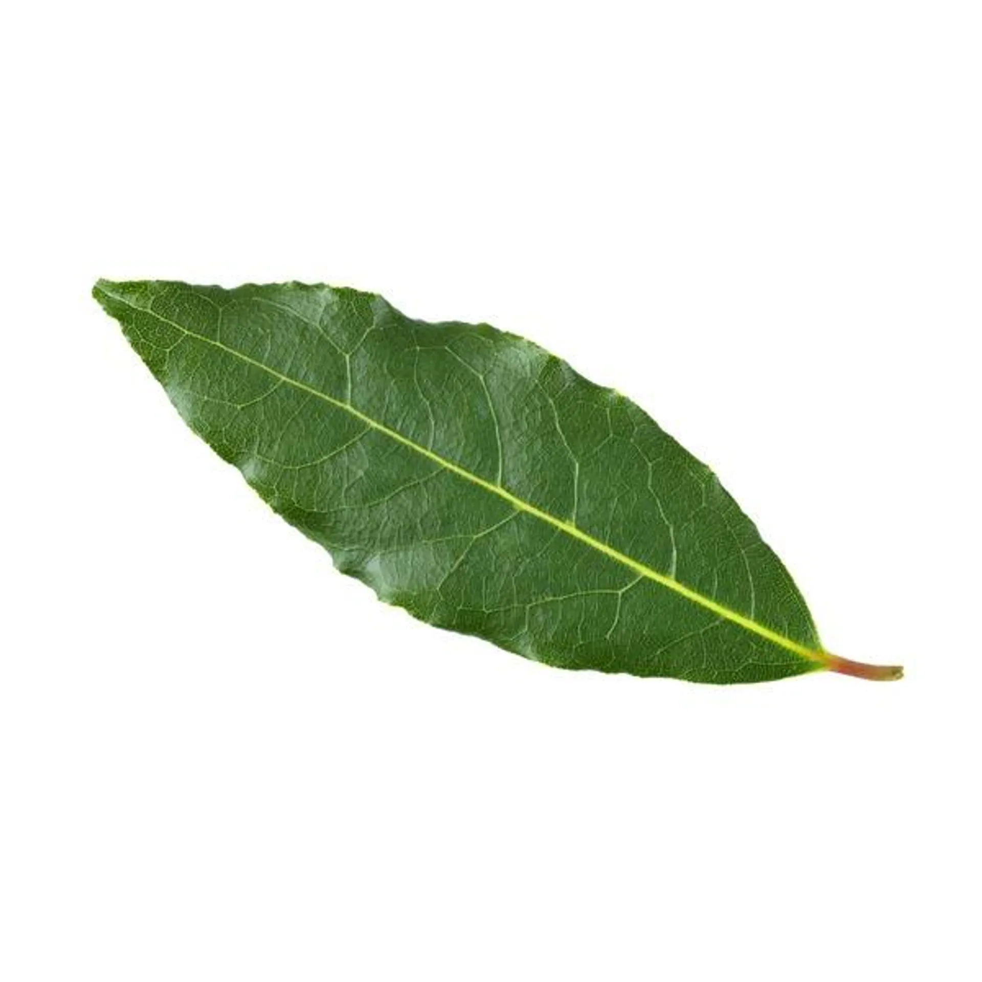 Bay Leaves Bunch