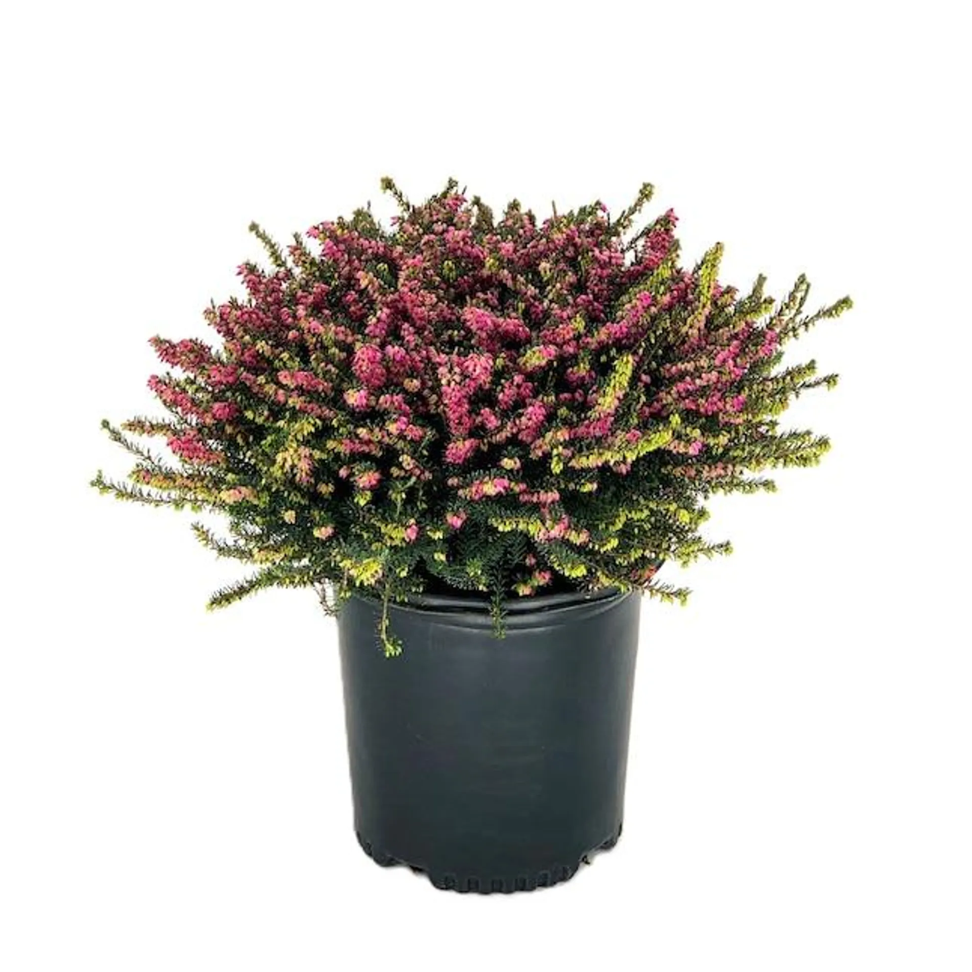 Kramer's Rote Heather Flowering Shrub in 1.5 -Gallon Pot 1 -Pack with Pink Blooms