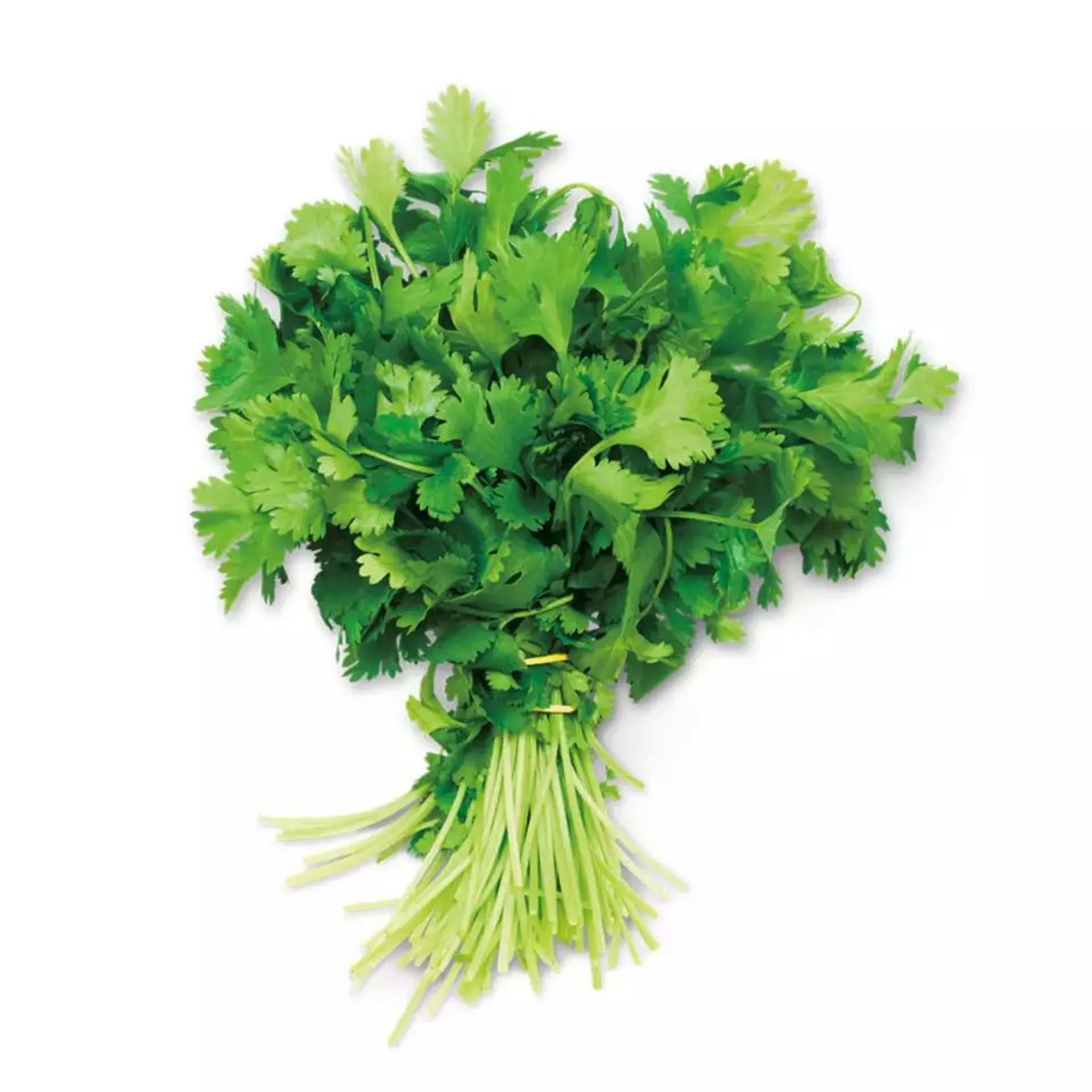 Cilantro Bunch