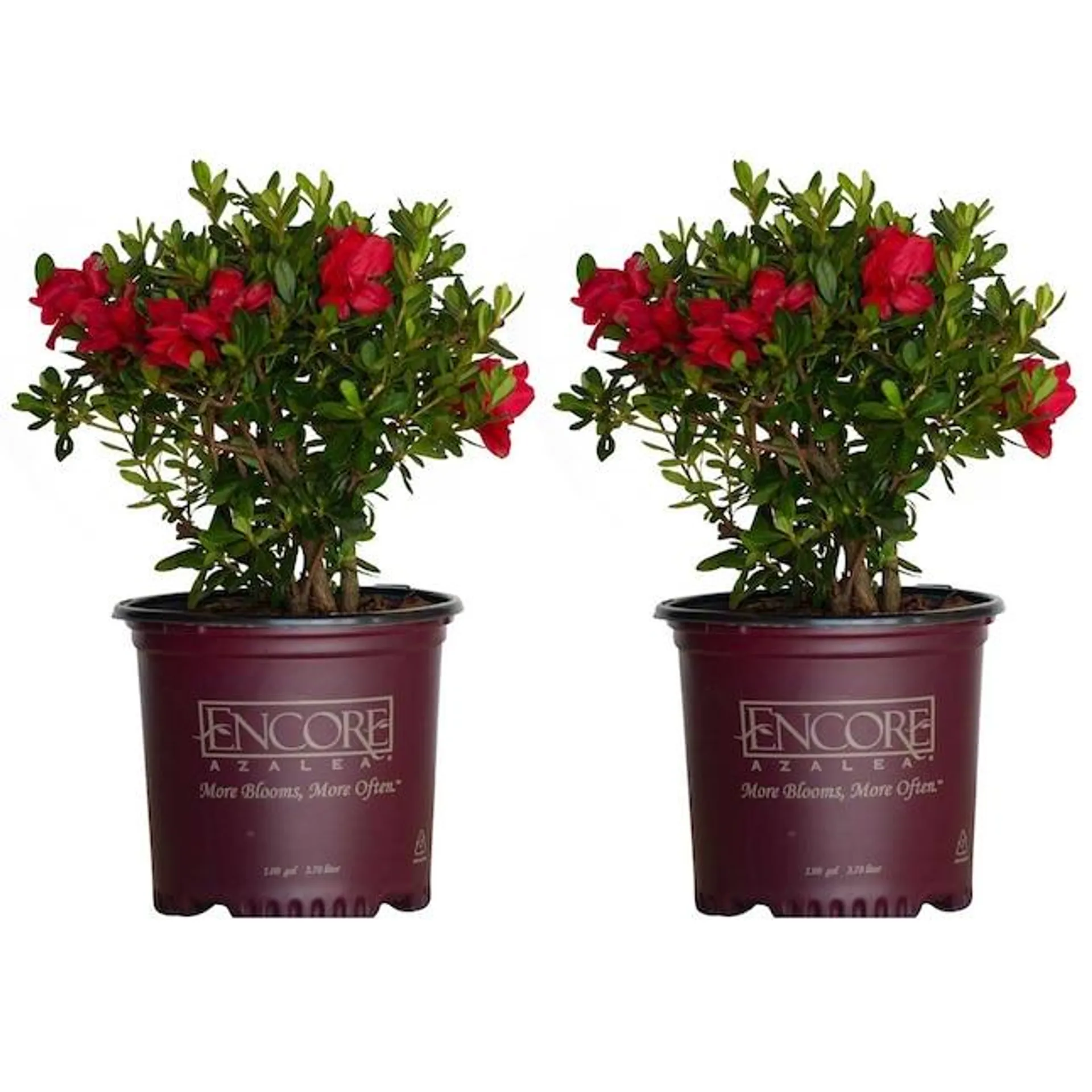 Encore Azalea Red Autumn Bonfire Azalea Flowering Shrub in 1-Gallon Pot 2-Pack