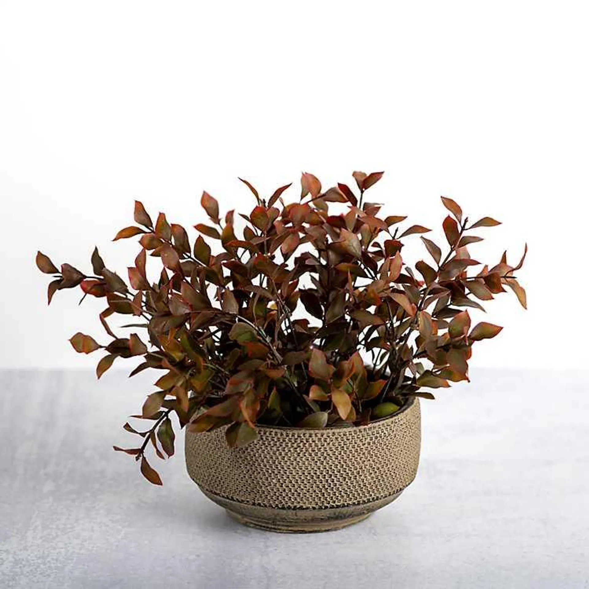 Boxwood Arrangement in Ceramic Pot