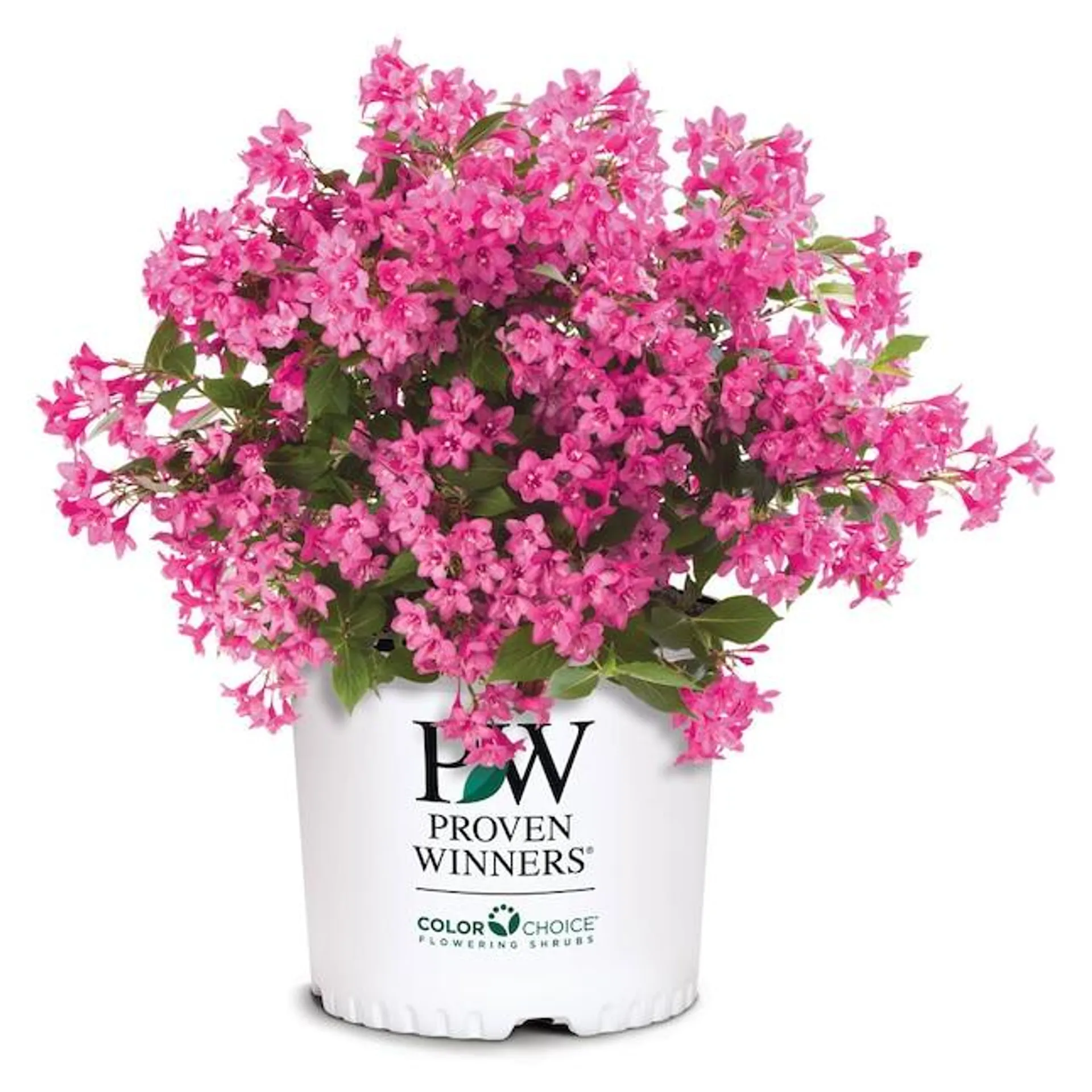 Proven Winners Sonic Bloom Pink Weigela Flowering Shrub in 2 -Gallon Pot 1 -Pack