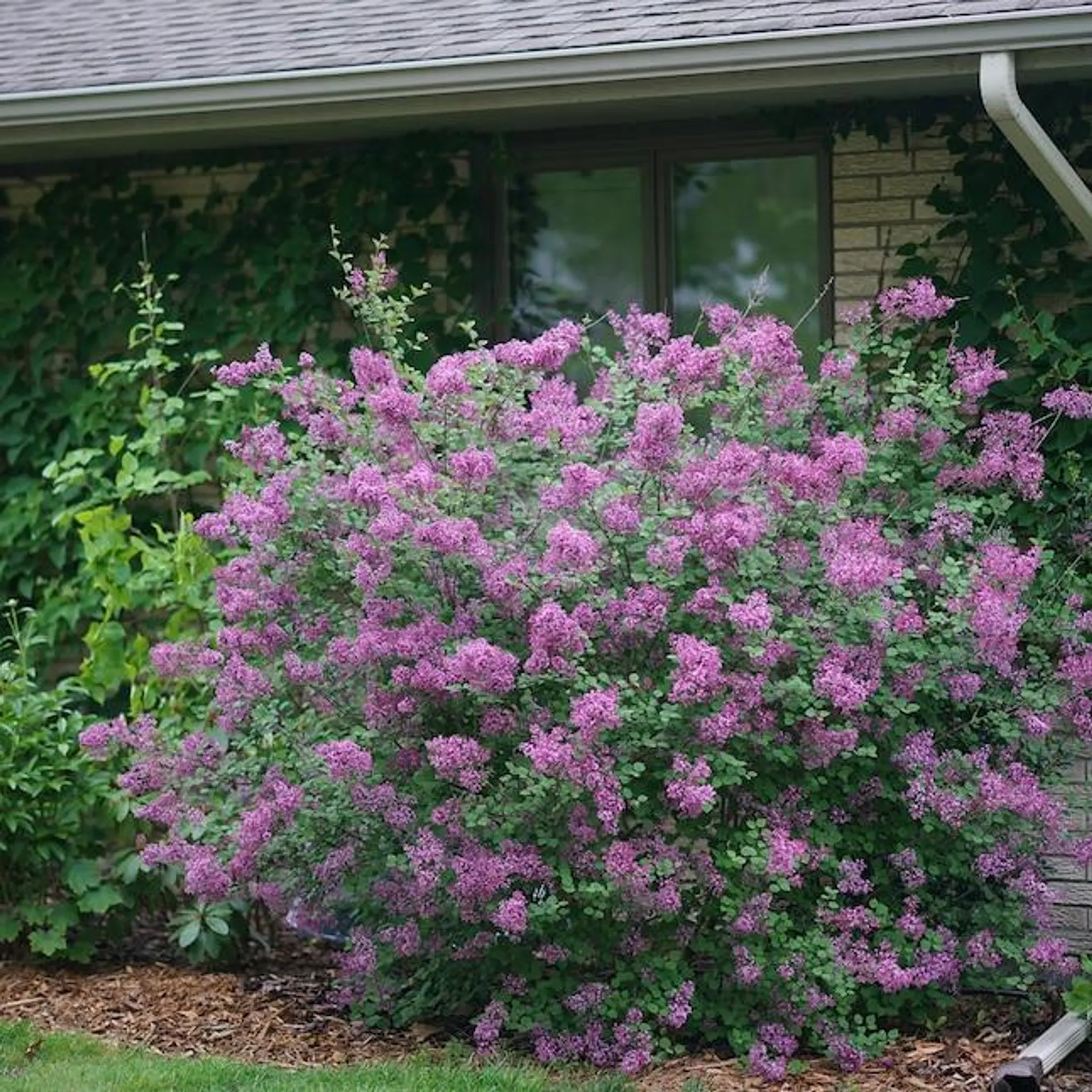 Proven Winners Bloomerang Dark Purple Reblooming Lilac (Syringa) Flowering Shrub in 1 -Quart Pot 1.0 -Pack with Purple Blooms