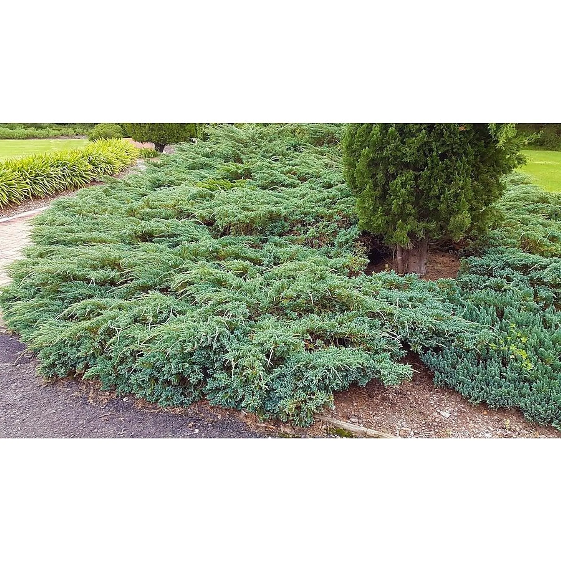 Blue Creeping Juniper Accent Shrub in 1.0 -Gallon Pot 1.0 -Pack