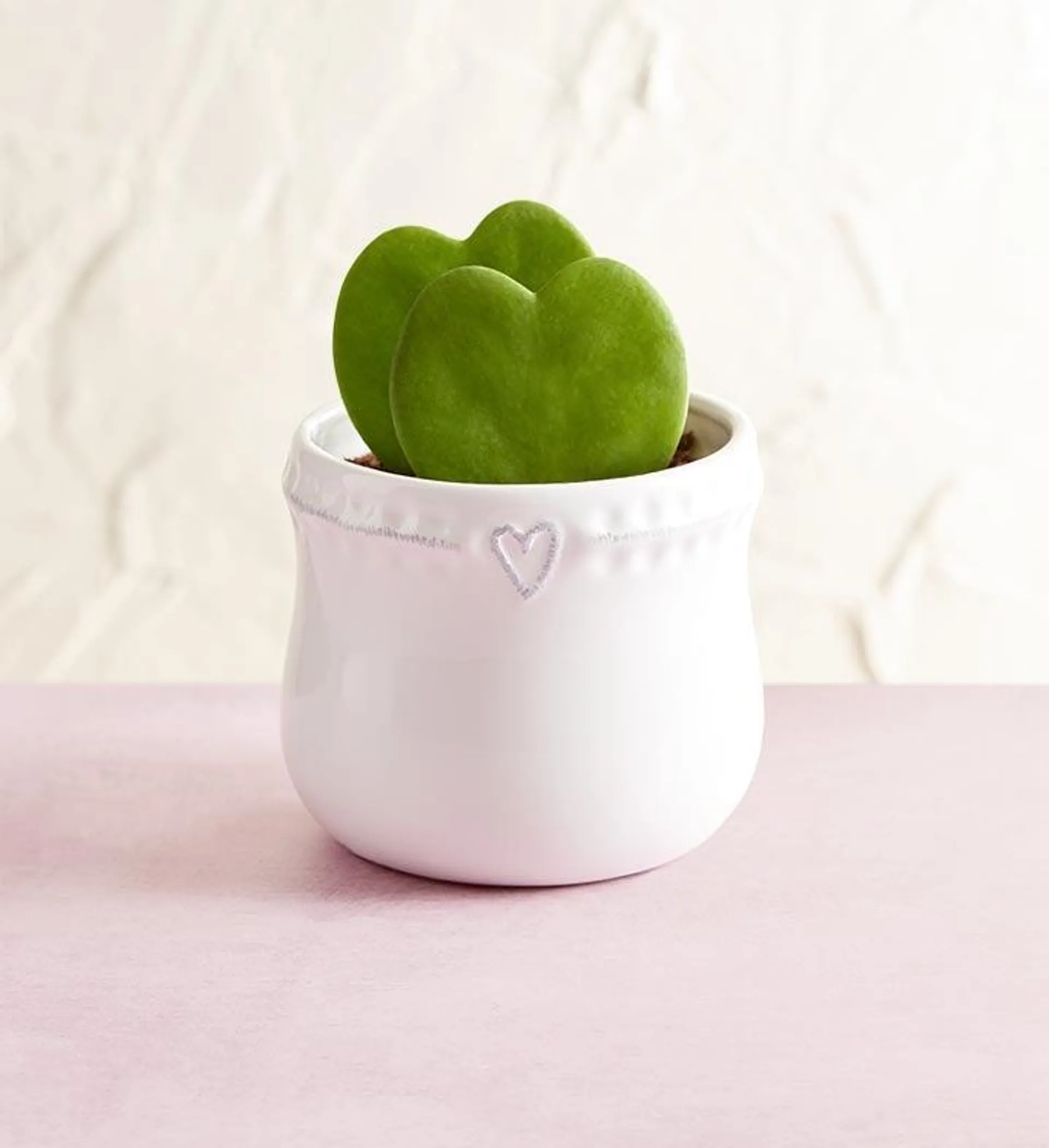 Hoya Heart Succulents