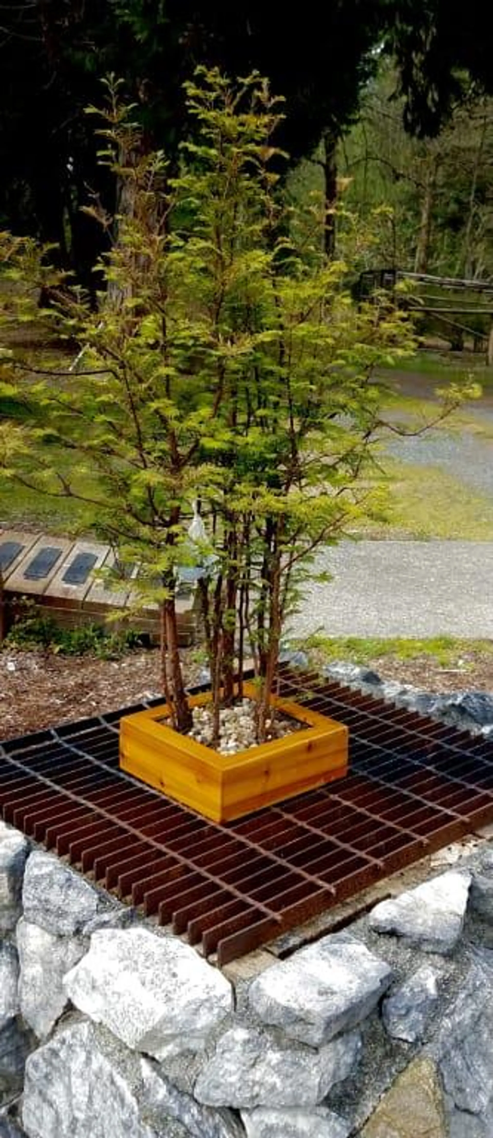 Dawn Redwood Bonsai Forest