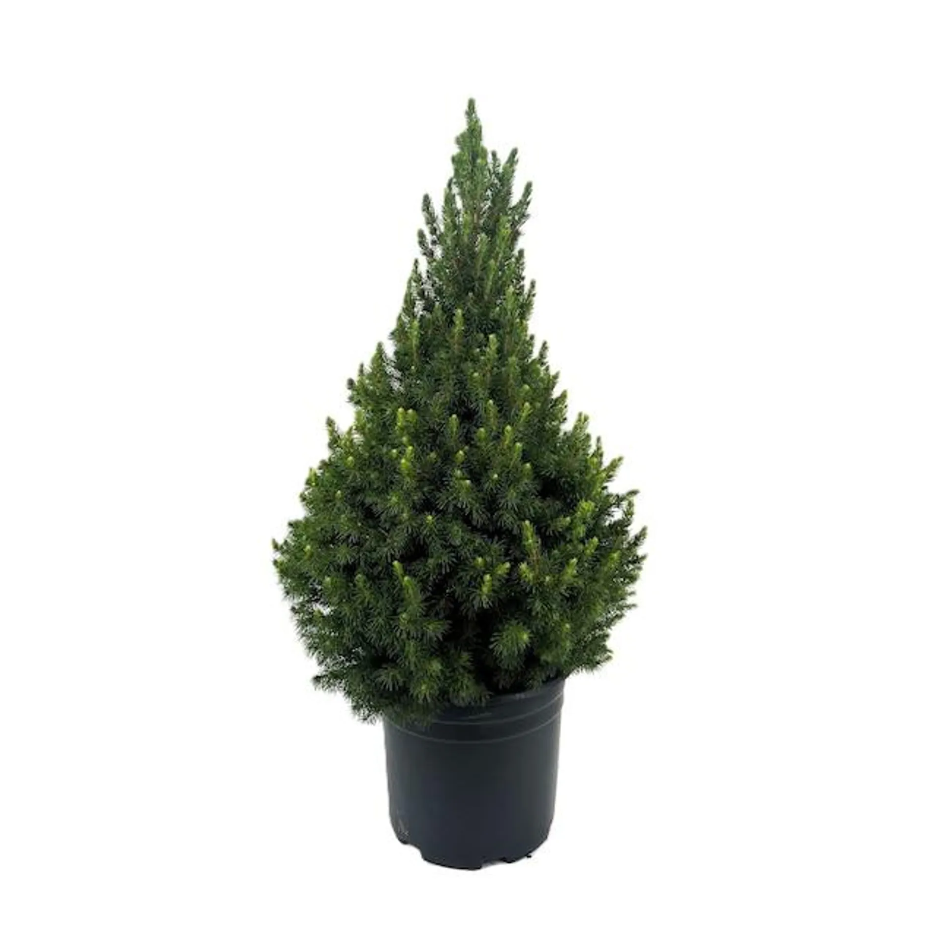 Dwarf Alberta Spruce Foundation/Hedge Shrub in 2.25-Gallon Pot