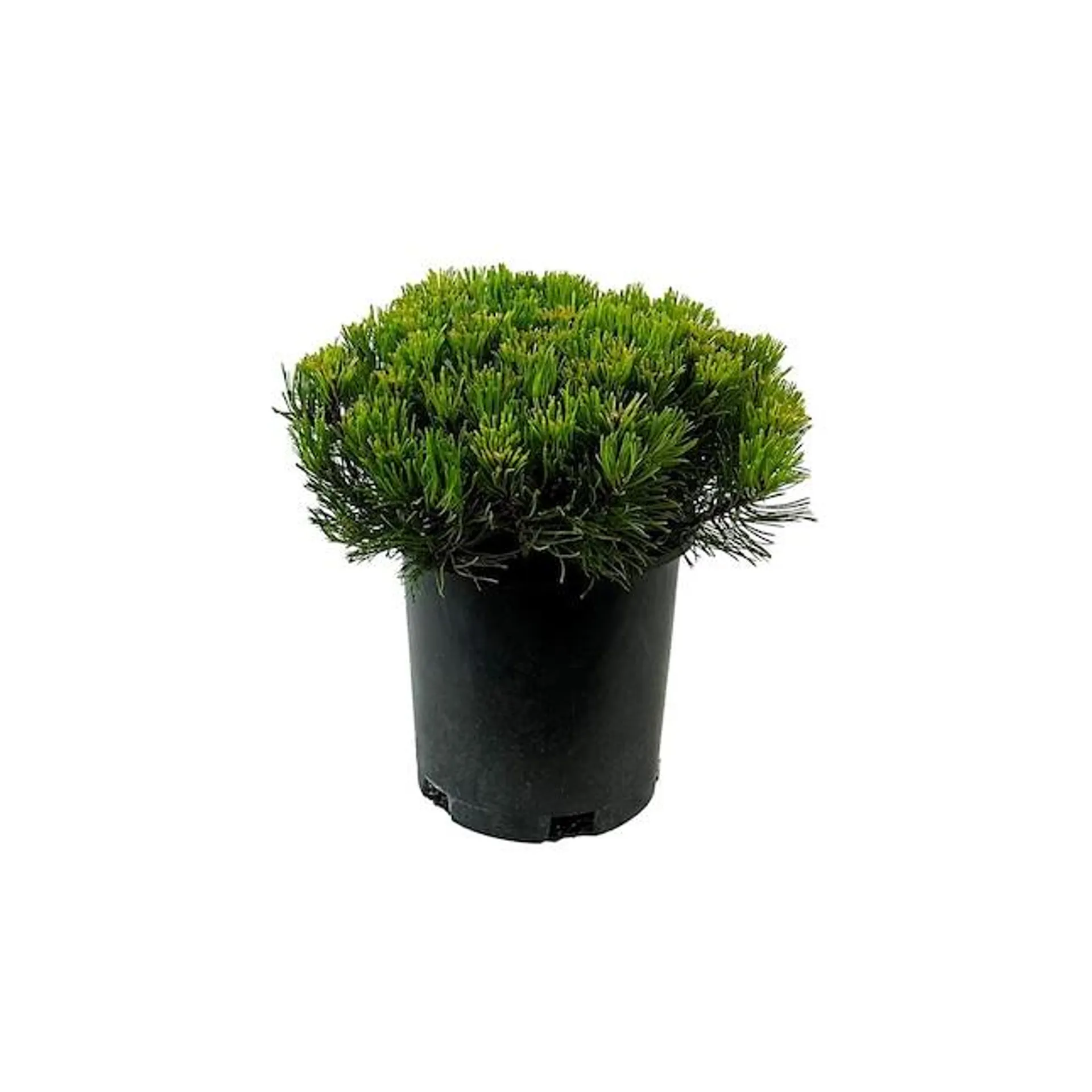 Dwarf Mugo Pine Feature Shrub in 2.5-Quart Pot