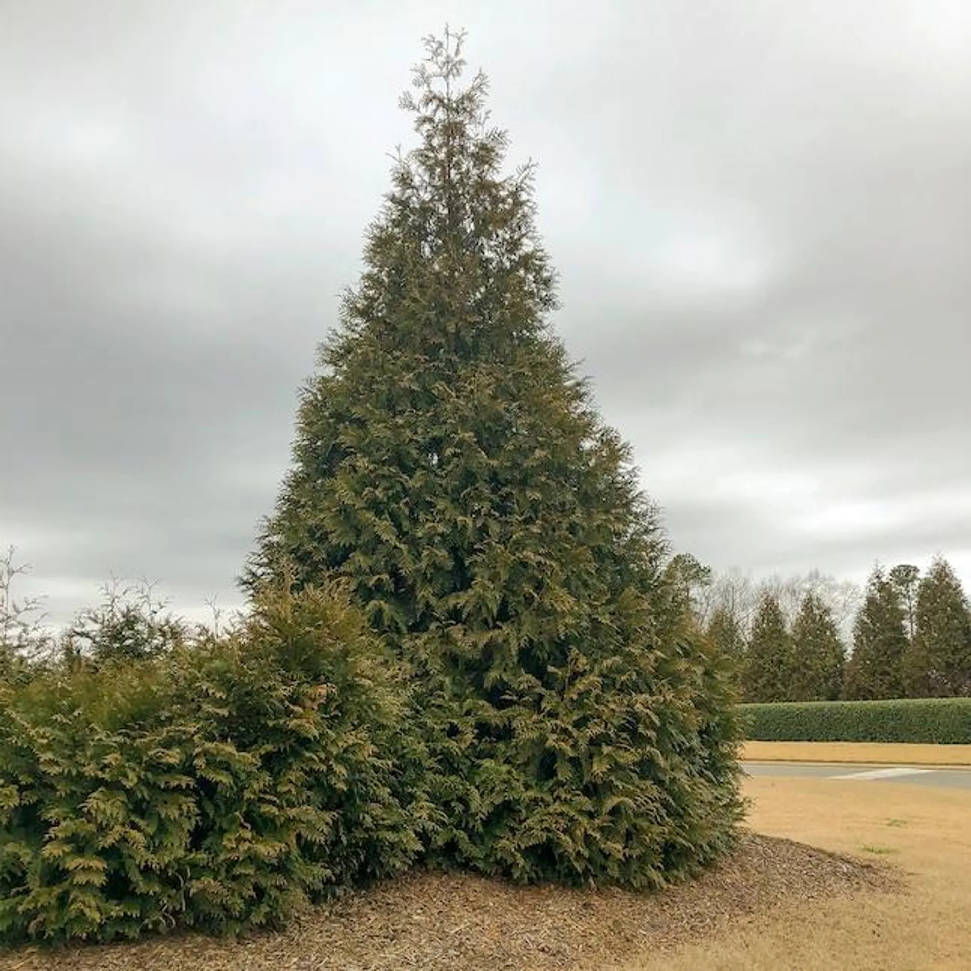 Spring Hill Nurseries Green Giant Arborvitae Upright 3 To 4 Fee Tall Screening Shrub in 2.25-Gallon Pot