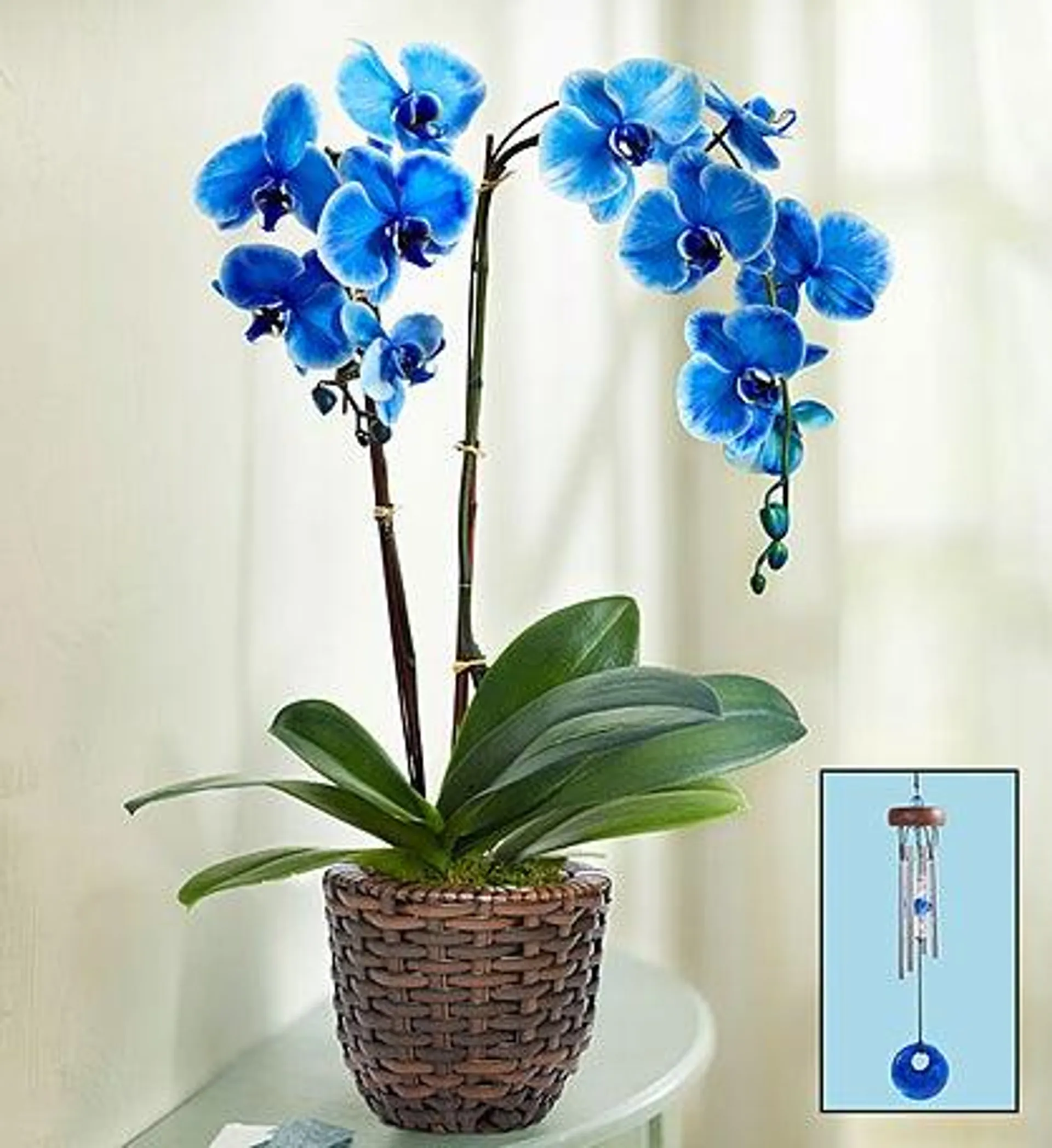 Beautiful Blue Phalaenopsis Orchid