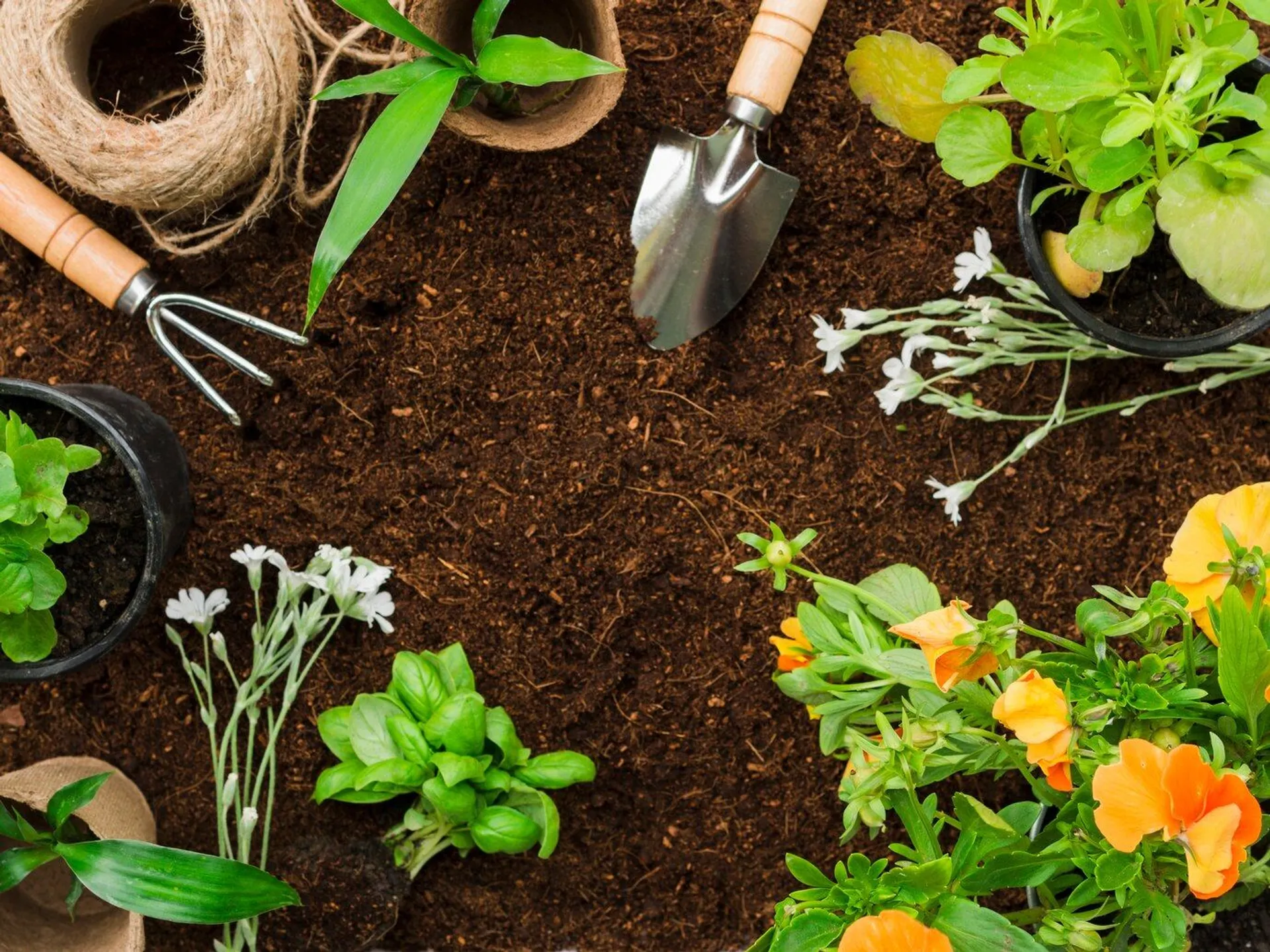 Claves para mantener tu jardín floreciente con Menards