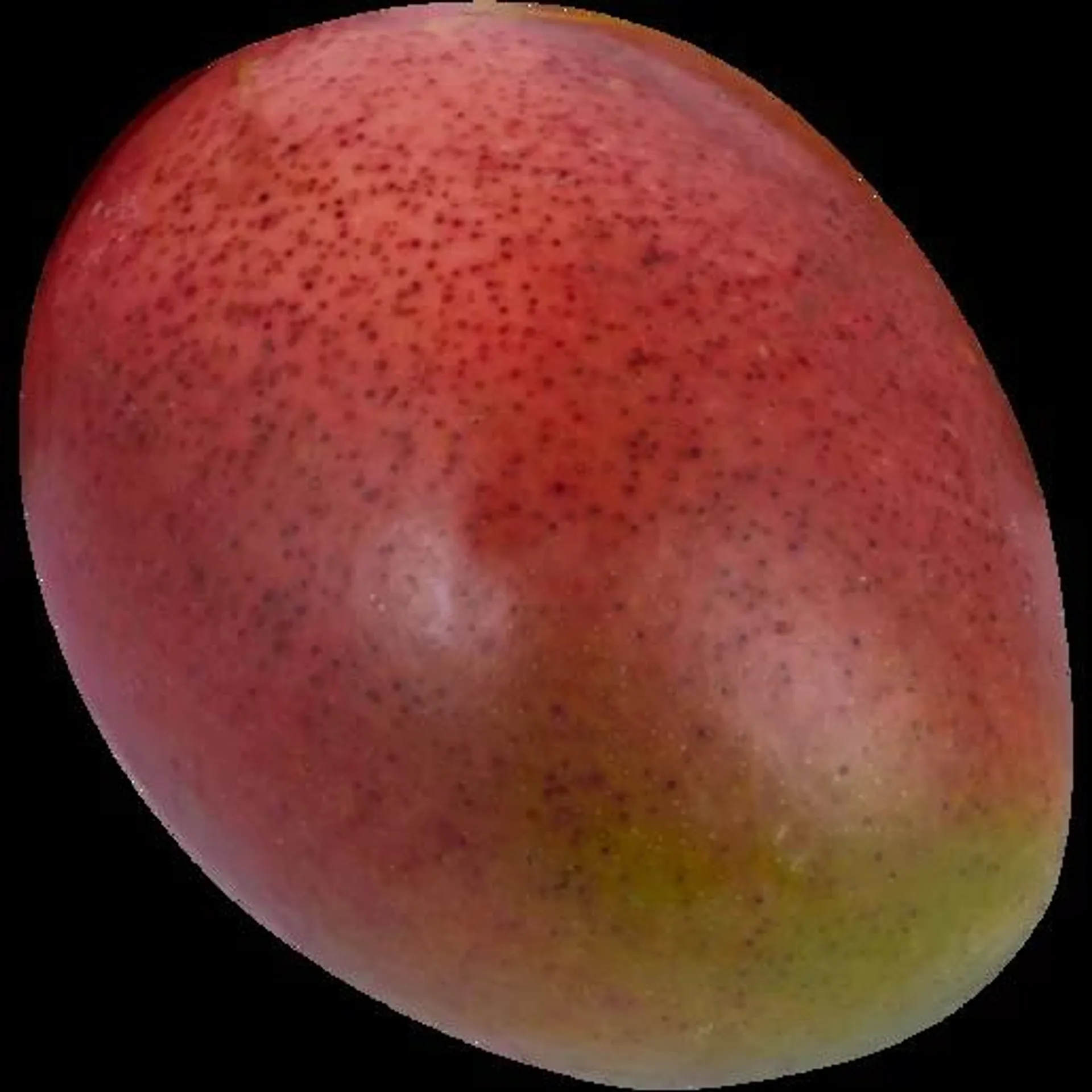 Large Mango Single