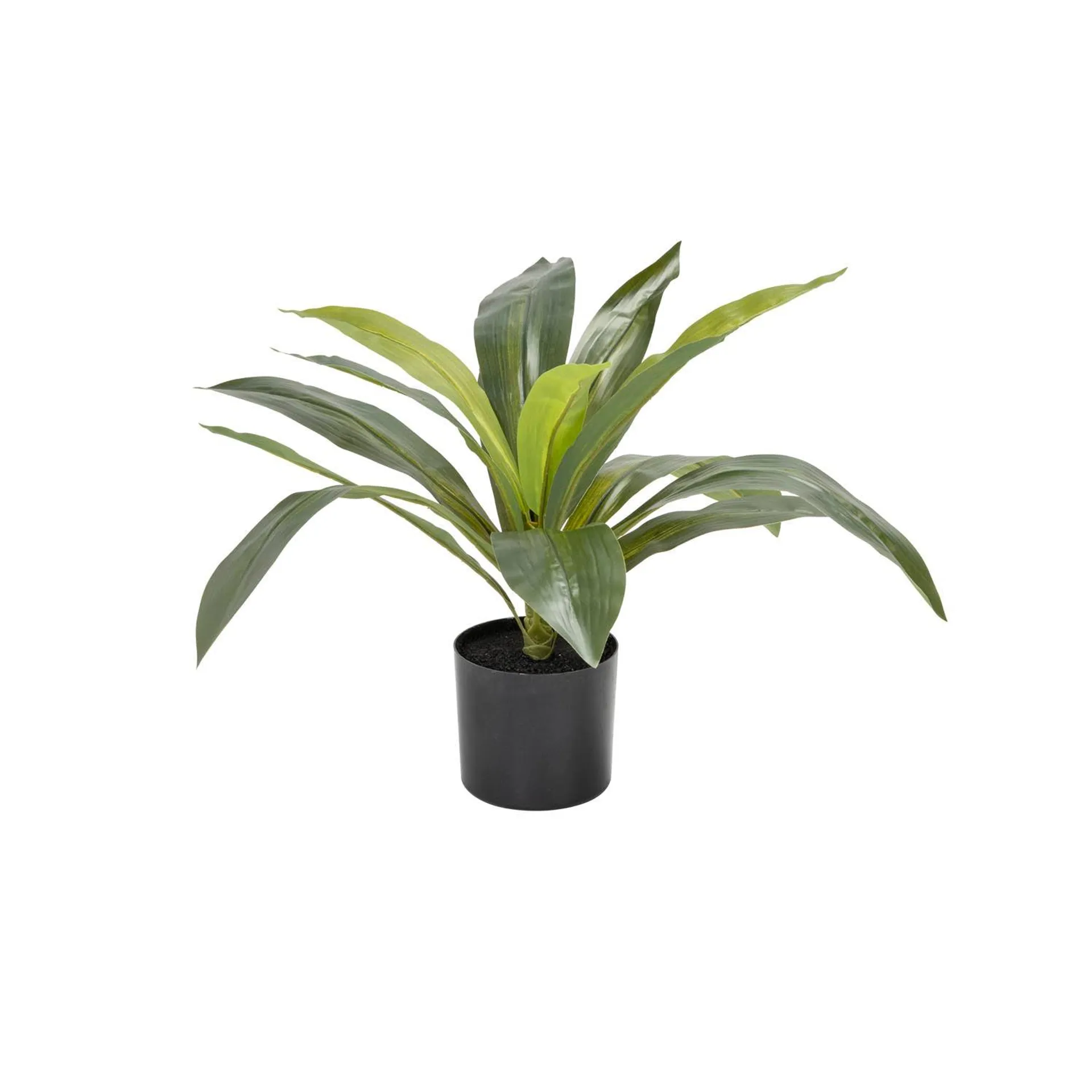 DRACAENA FRAGRANS PLANT IN POT - 50cm(H)