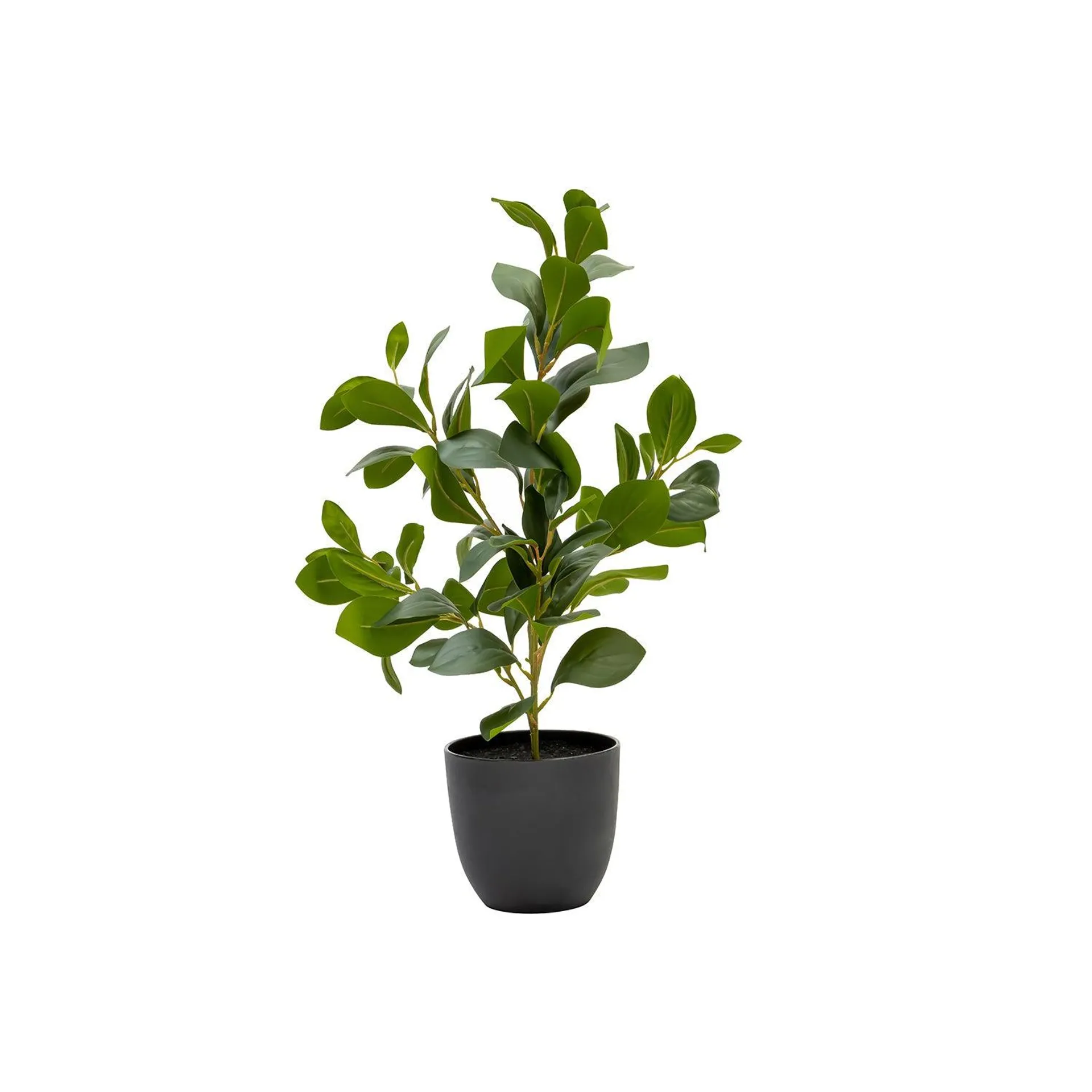 RUBBER PLANT IN POT - 51cm