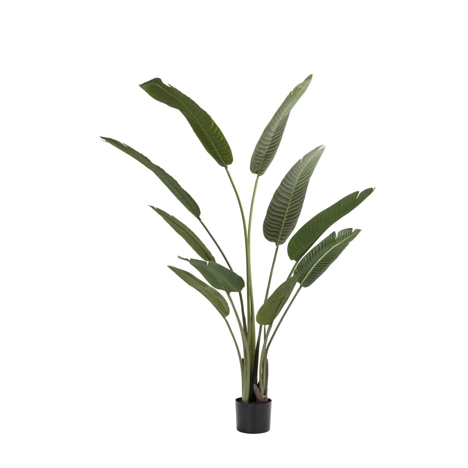 BIRDS OF PARADISE PLANT IN POT- 160cm(H)