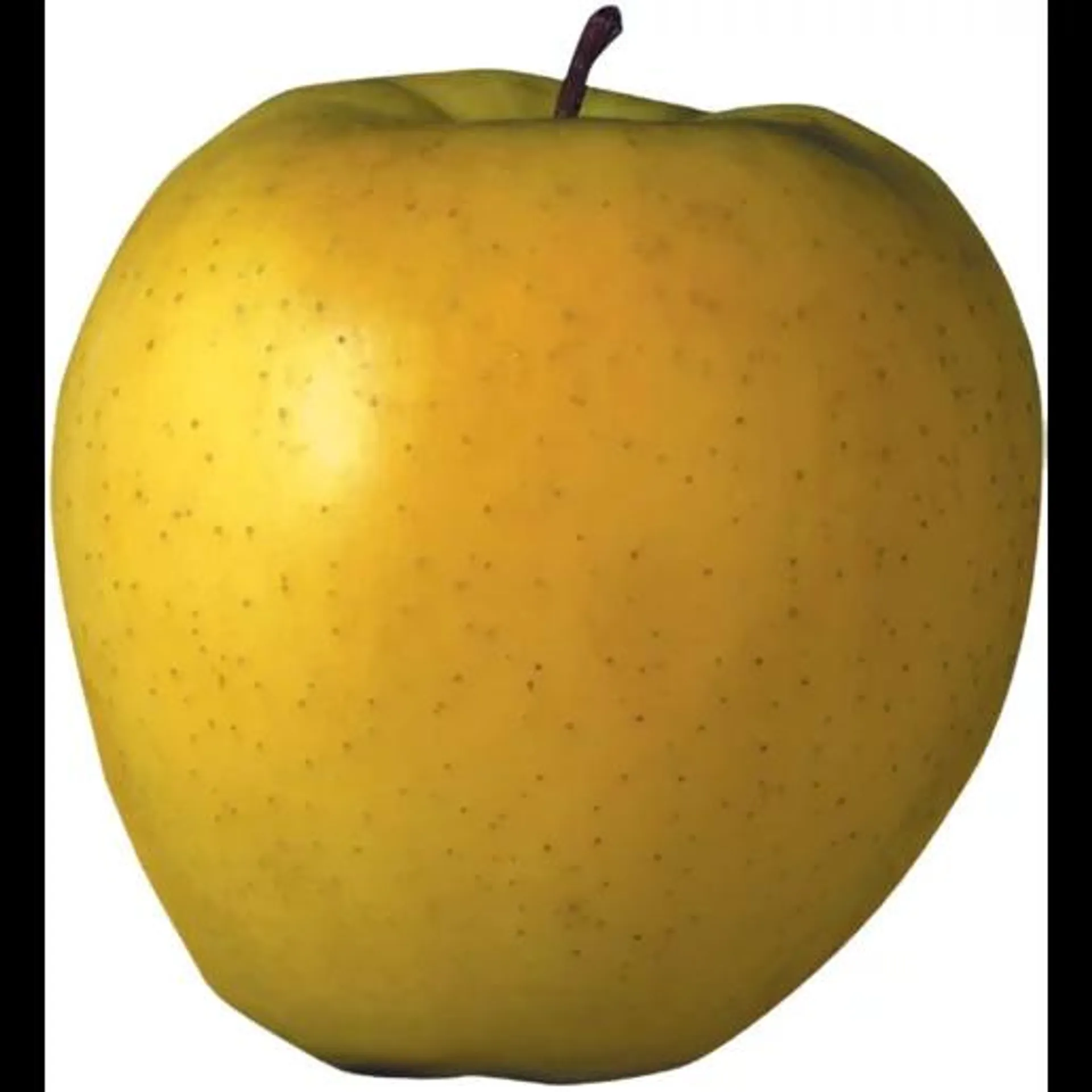 Golden Extra Large Apple Single