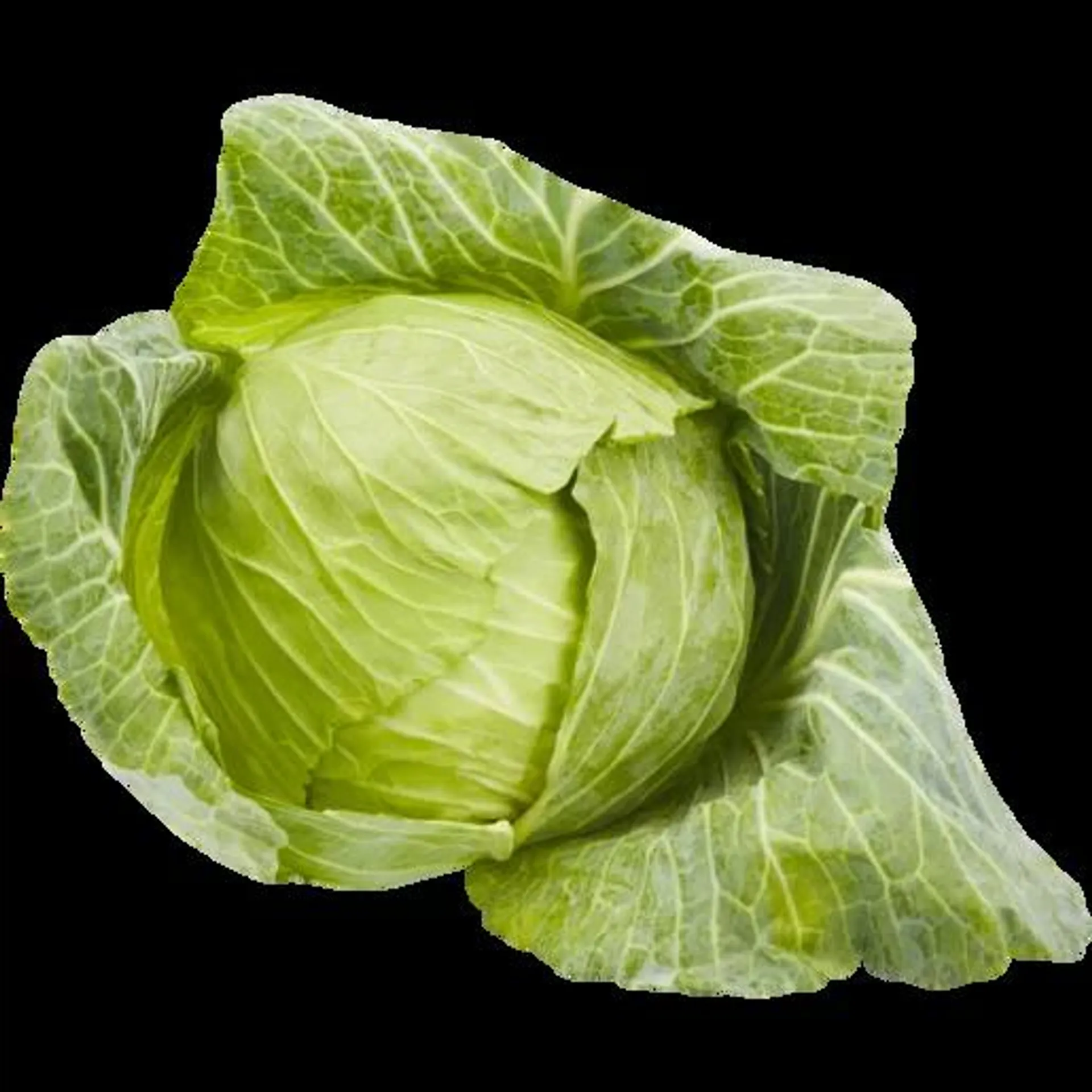 Medium Loose Cabbage