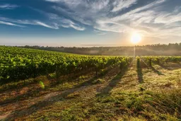 Mendoza en una copa: vinos argentinos que debes conocer