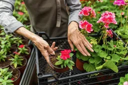 ¿Tu jardín se ve descuidado? Encontrá las mejores plantas y macetas para lucirlo esta temporada sin esfuerzo