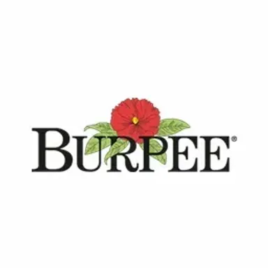 Burpee